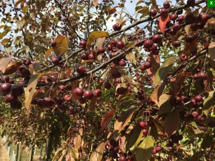 koktsinella-4-217481