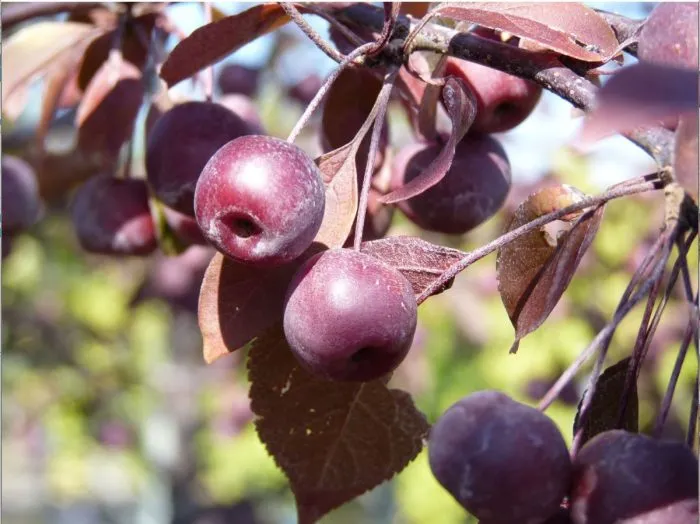 koktsinella-5-217481