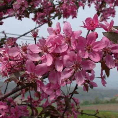 koktsinella-6-217481