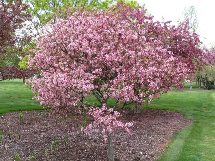 koktsinella-main-217481