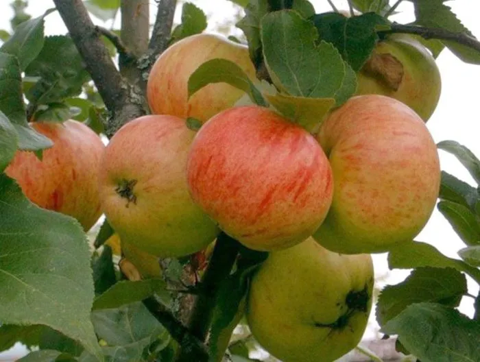 korichnoe-novoe-1-213394