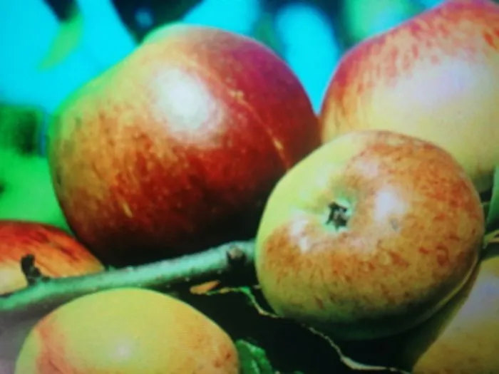 korichnoe-novoe-2-213394