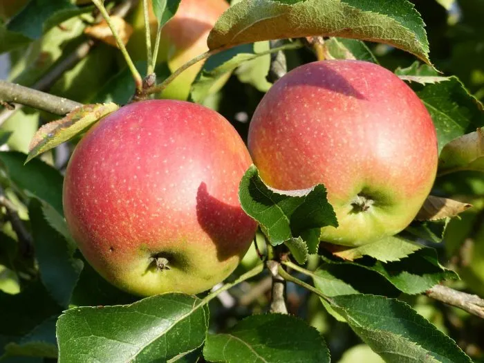 kovrovoe-main-214500