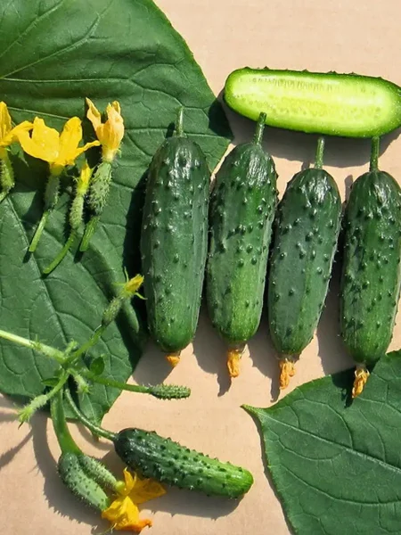 krasavchik-main-207023