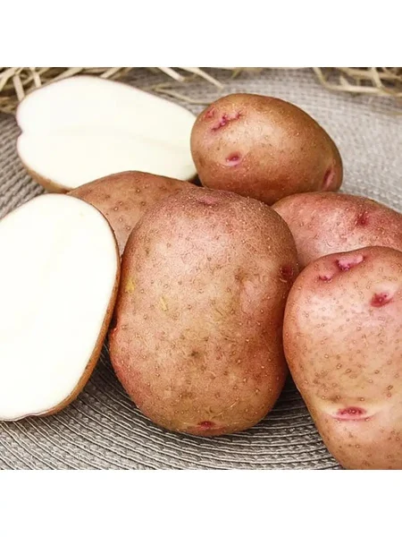 krasavchik-main-211111