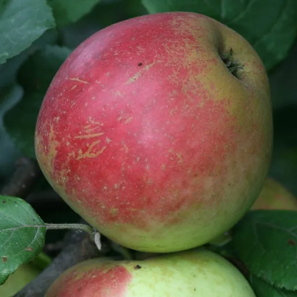 krasavitsa-moskvy-4-219265