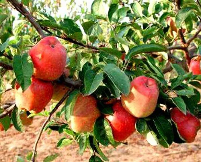 krasavitsa-moskvy-5-219265