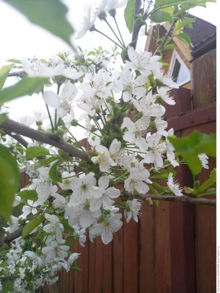 krasavitsa-moskvy-6-219265