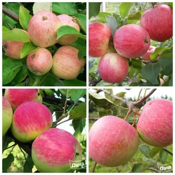 krasavitsa-moskvy-7-219265