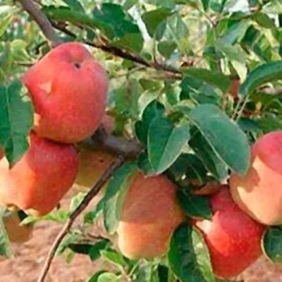 krasavitsa-moskvy-8-219265