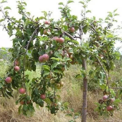 krasavitsa-moskvy-9-219265