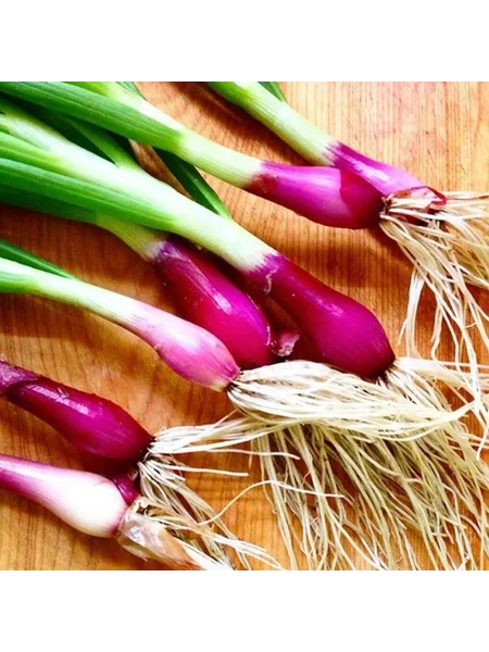 krasnyy-puchok-2-222608