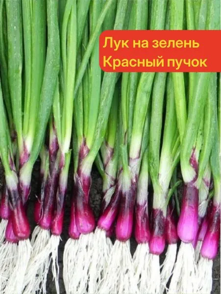 krasnyy-puchok-3-222608