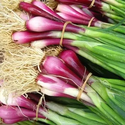 krasnyy-puchok-6-222608