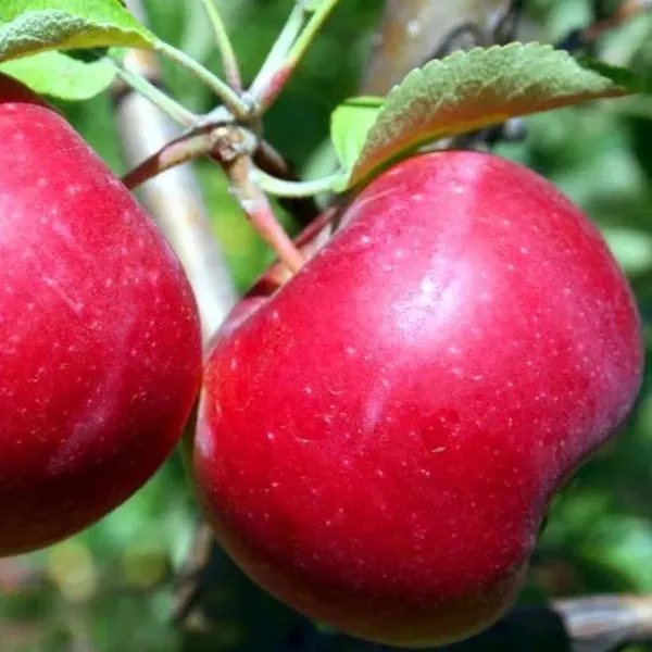 krasnyy-ruban-2-219201