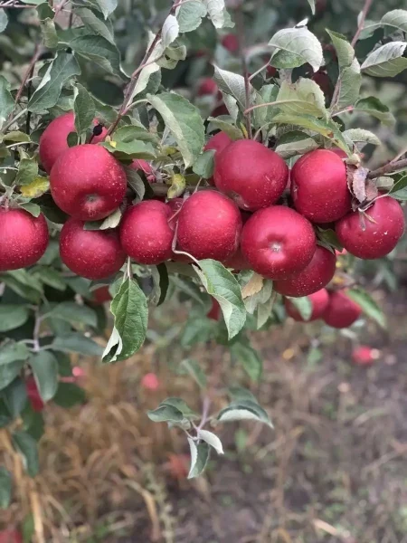 krasnyy-ruban-3-219201