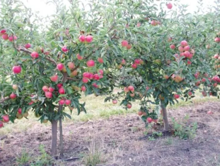 krasnyy-ruban-4-219201