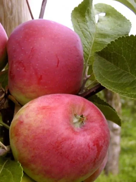 krasnyy-ruban-5-219201