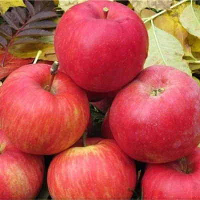 krasnyy-ruban-7-219201