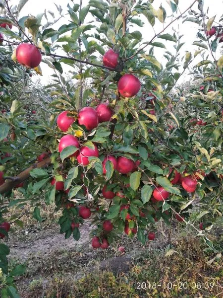 krasnyy-ruban-main-219201