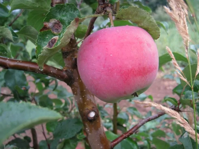 krasulya-main-217498