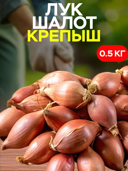 krepysh-shalot-1-221586