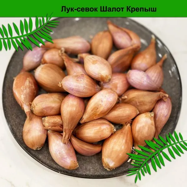 krepysh-shalot-2-221586