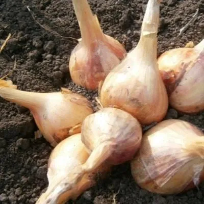 krepysh-shalot-3-221586