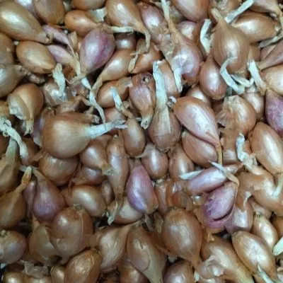 krepysh-shalot-4-221586