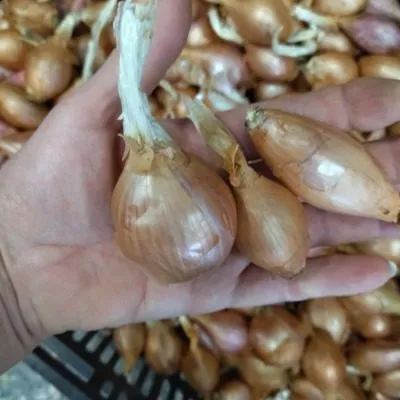 krepysh-shalot-5-221586