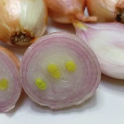 krepysh-shalot-6-221586