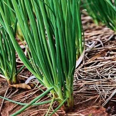 krepysh-shalot-8-221586