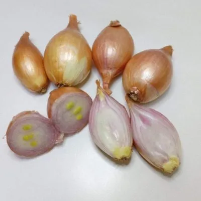 krepysh-shalot-main-221586