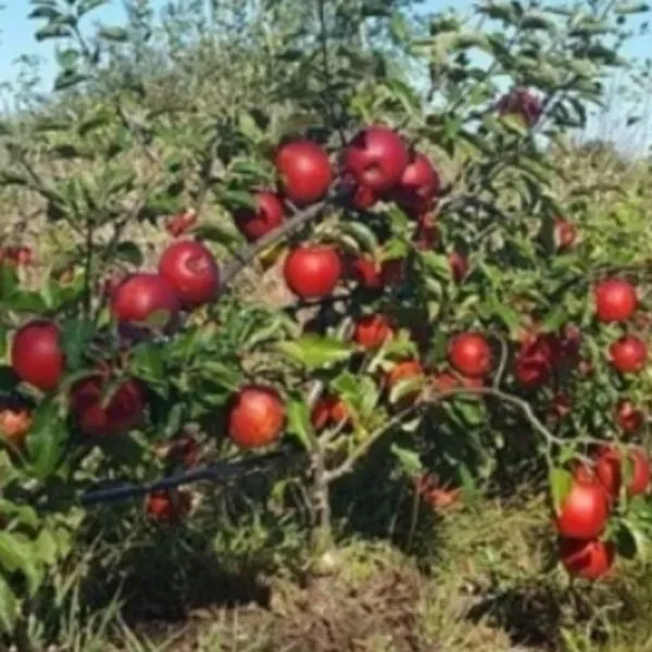 krimson-krisp-1-217727