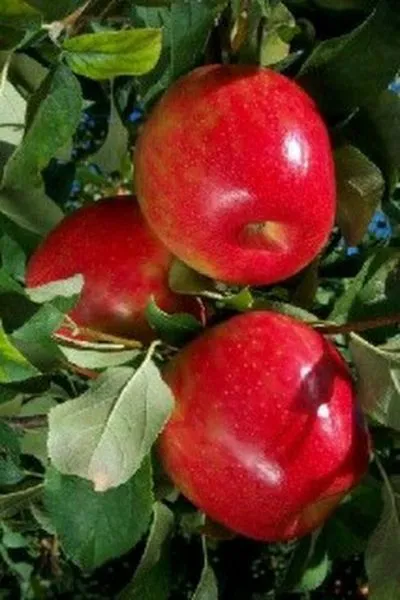 krimson-krisp-3-217727