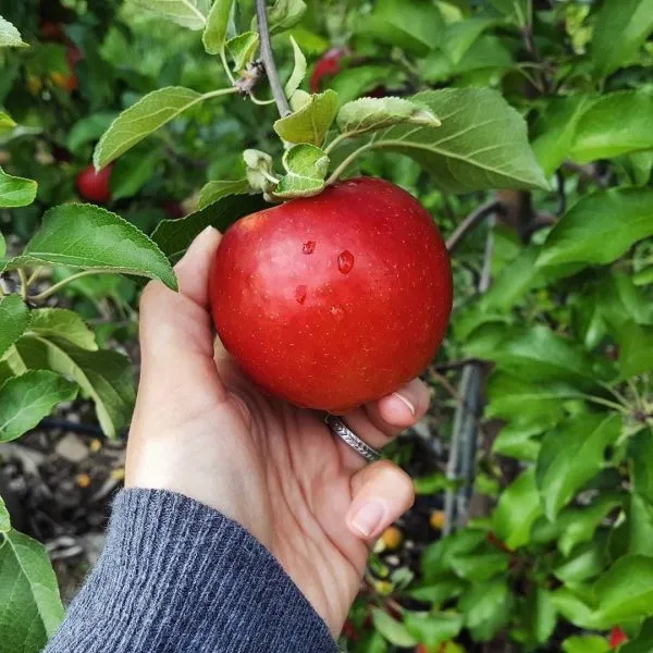 krimson-krisp-4-217727