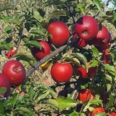 krimson-krisp-7-217727