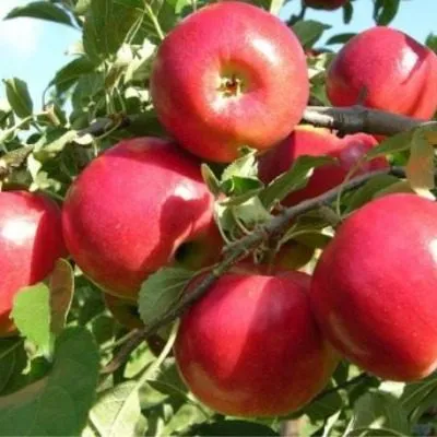 krimson-krisp-8-217727