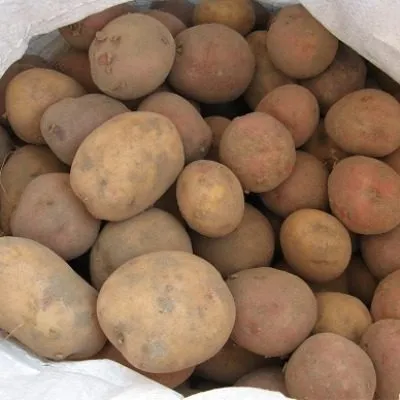 krinitsa-main-211974