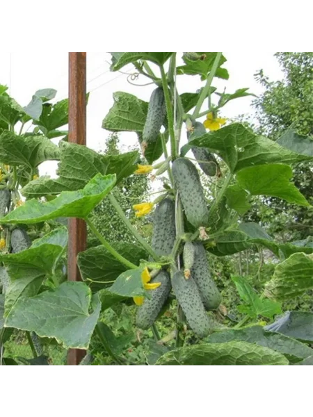 krispina-main-203824