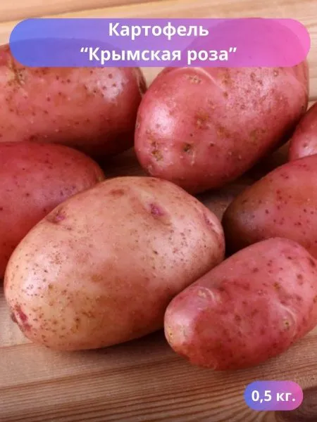 krymskaya-roza-1-211853