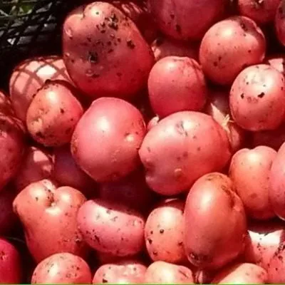 krymskaya-roza-3-211853