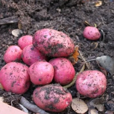 krymskaya-roza-4-211853