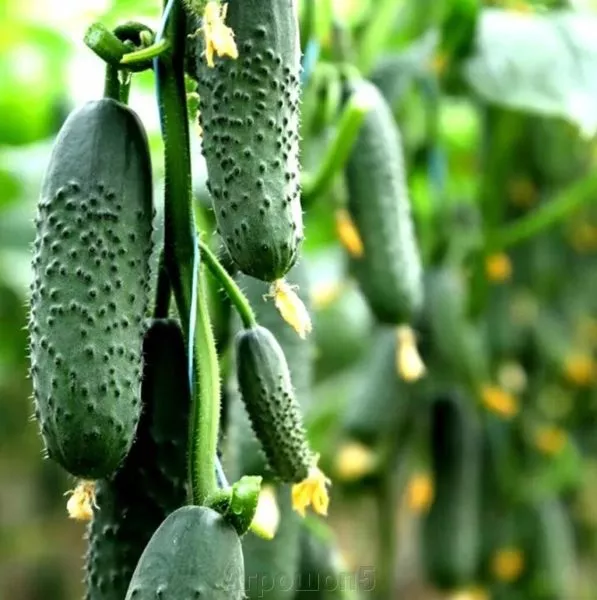 ks-70-ks-70-3-206886