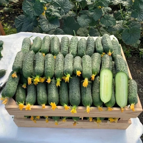 ks-70-ks-70-4-206886