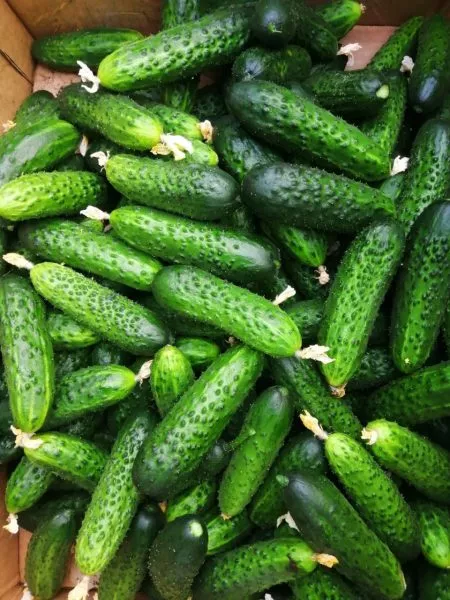 ks-70-ks-70-5-206886