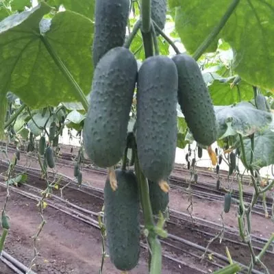 ks-70-ks-70-7-206886