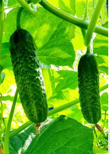 kurnosik-main-203742