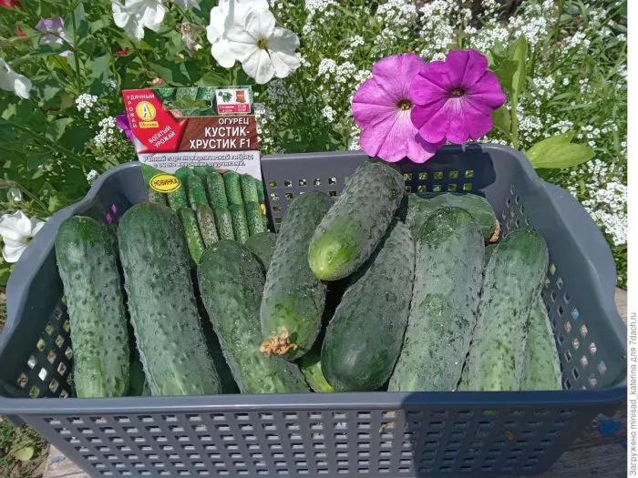 kustik-hrustik-1-207000