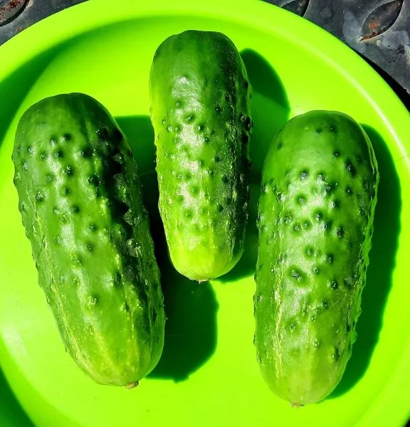 kustik-hrustik-4-207000